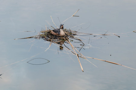 Chomga waterfowl or Grebe, in its habitat