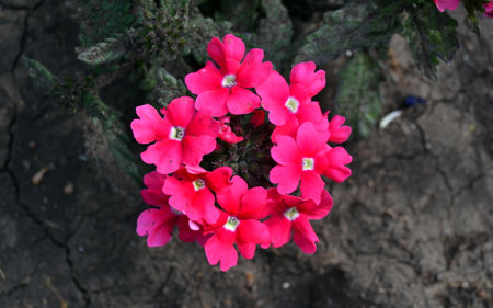 close up of pink flowerの写真素材