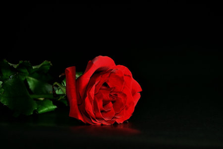 The studio photo of a red rose on a black background. Valentine's dayの写真素材