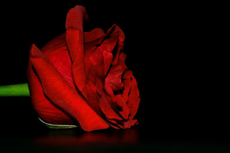 The studio photo of a red rose on a black background. Valentine's dayの写真素材