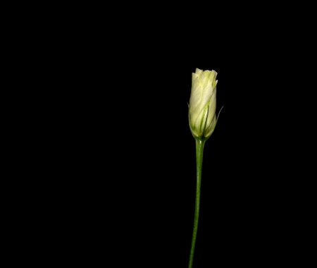 Lisianthus, Eustoma. White flowers on dark texture background. Beautiful flowersの写真素材