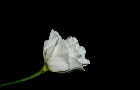Lisianthus, Eustoma. White flowers on dark texture background. Beautiful flowersの写真素材
