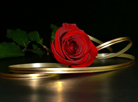 The studio red rose with golden ribbon on a black background. Copy-space. Valentine's day backgroundの写真素材