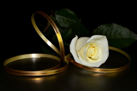 White rose and golden ribbon on black background.の写真素材