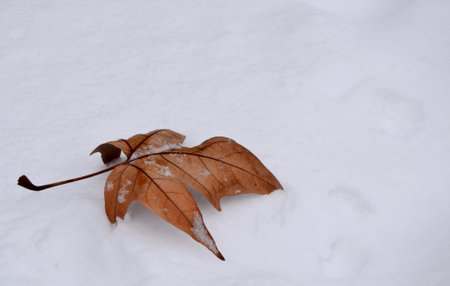 Yellow single maple leaf in nature on the snow.の写真素材