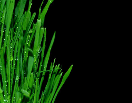 green grass with water drops isolated on a black backgroundの写真素材