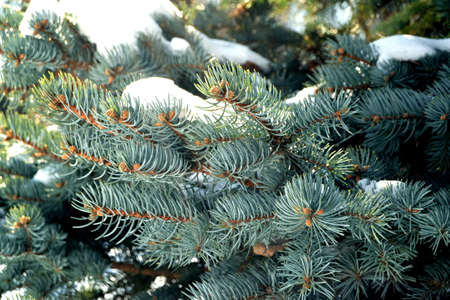 Spruce branch. Beautiful branch of spruce with needles. Christmas tree in nature. Green spruce. Spruce close up.の写真素材