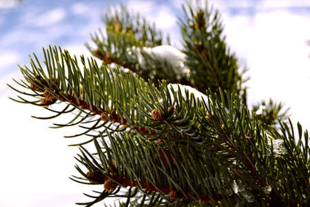 Green branch of the pine tree close upの写真素材