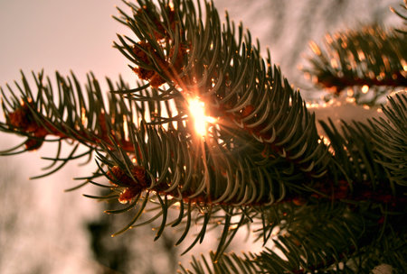 Green branch of the pine tree close up at a sunset
