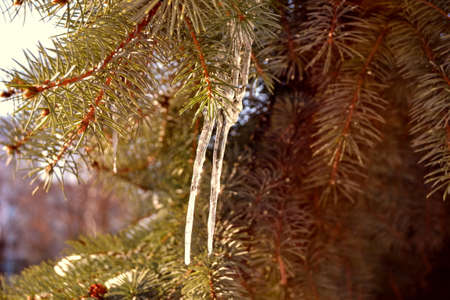 Green pine tree branch covered with tiny icicles shot on a sunny dayの写真素材