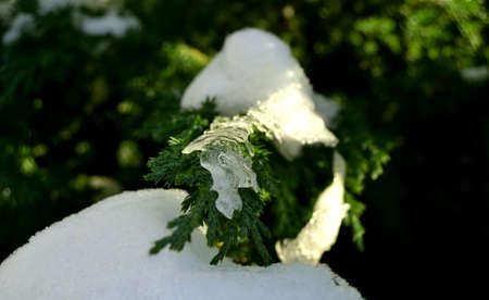 Branch of coniferous tree with snow on blurred backgroundの写真素材