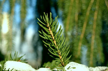 Branch of coniferous tree with snow on blurred backgroundの写真素材