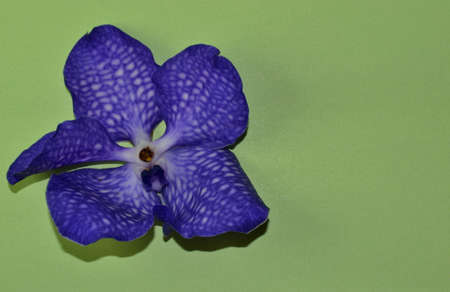 single bud of blue orchid on a green background. Top view. Space for textの写真素材