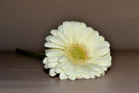 The studio photo of beautiful white gerbera flower on a dark backgroundの写真素材
