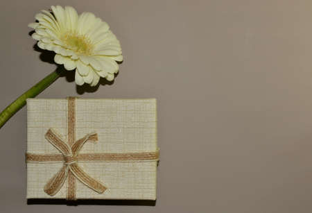 The studio photo of beautiful white gerbera flower and gift box on a dark background for mother's and woman's day. Top view. Space for textの写真素材