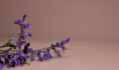 The studio photo unfocused branch of beautiful purple spring flowers on pink background. Space for...