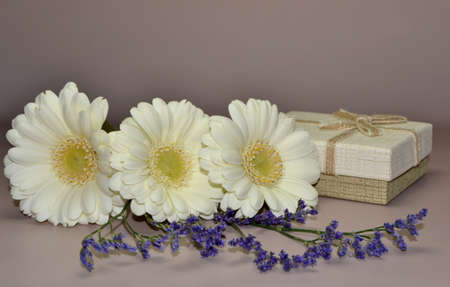 The studio photo of beautiful white gerbera flowers and gift box on purple background. Spring compisition for mother's and woman's dayの写真素材