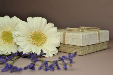 The studio photo of beautiful white gerbera flowers and gift box. Spring compisition for mother's and woman's dayの写真素材