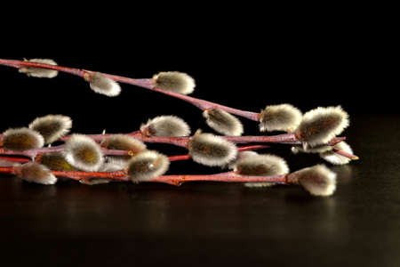 willow branches on a dark background. symbol of spring and Easterの写真素材
