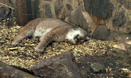 Sleeping lynx in a zoo. Wild cat resting in a cage.の写真素材