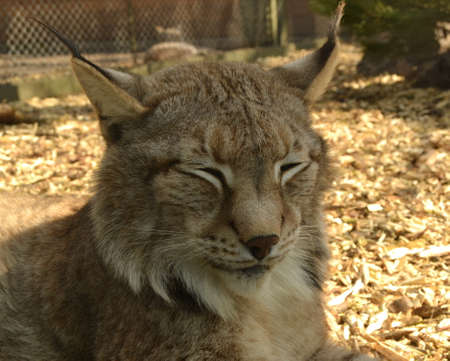 Portrait of a bobcat at zoo. Close up of sleeping catの写真素材