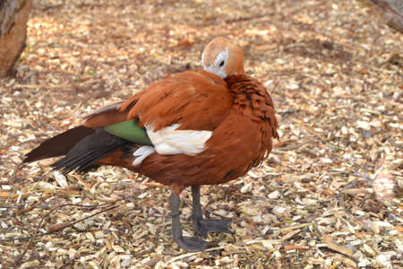 Portrait of a cute colorful mallard duck. Wild bird at zooの写真素材