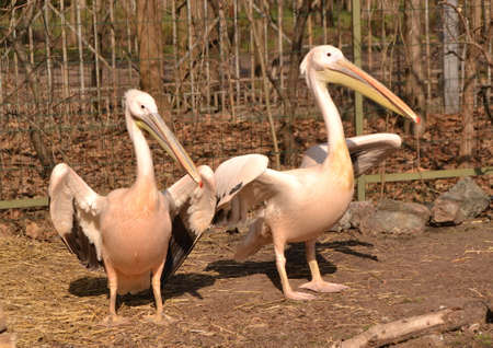 Portraite of two pink pelicans with yellow beaks at zooの写真素材