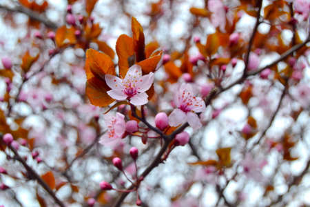 Close up of the blooming branch of the fruit tree.の写真素材