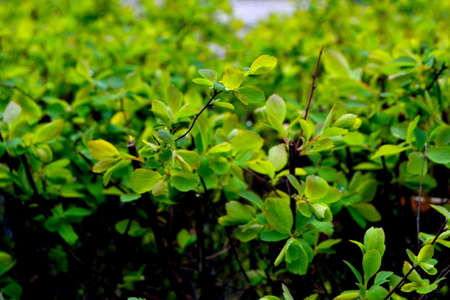 Young Spring Green Leaves Growing In Branch Of Forest Bush Plant Tree. Young Leaf On Boke Bokeh. Natural Blurred Background.の写真素材