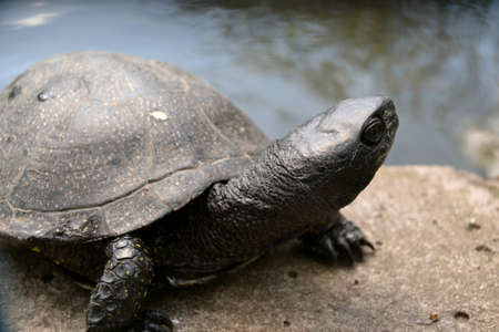 close up portrait shot of a curious turtleの写真素材