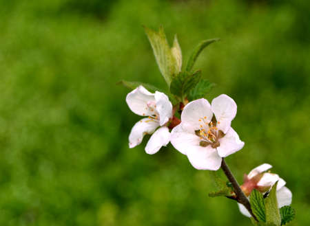 Blossom tree over nature background. Spring flowers. Spring Backgroundの写真素材