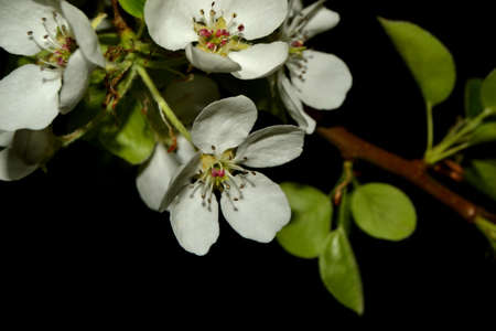 blooming apple tree branch isolated on black backgroundの写真素材