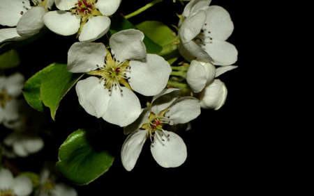 blooming apple tree branch isolated on black backgroundの写真素材