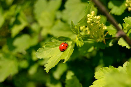 small ledybug on the green leaf Green leaves blurred backgroundの写真素材