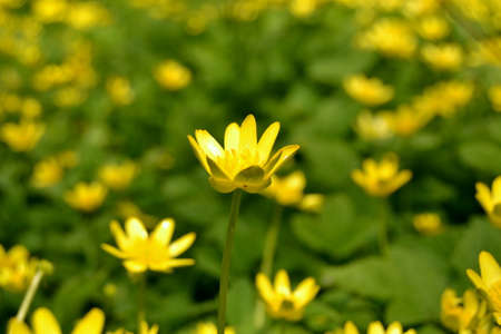Soft focus yellow flowers on a meadow close upの写真素材