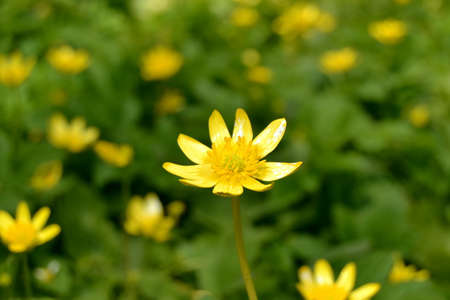 Soft focus yellow flowers on a meadow close upの写真素材