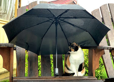 The cat sitting under umbrella in the rainy day.の写真素材