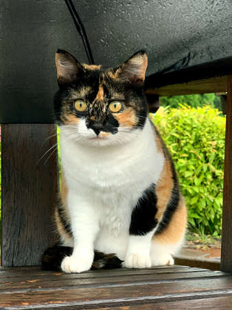 The cat sitting under umbrella in the rainy day.の写真素材