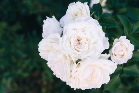 Bouquet of white roses as wedding background. space for textの写真素材