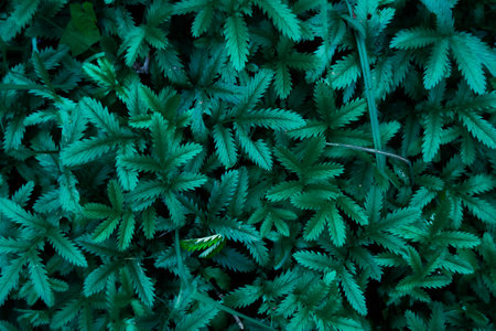 Fresh Green leaves pattern background, Natural background and wallpaper low keyの写真素材