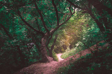 Sunlight through the crowns of trees in a dark forest. Forest sunbeams. Sunrays in dark forest. Forest sunlight shadowsの写真素材