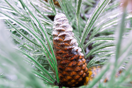Green pine needles and cone incased in ice during an ice storm