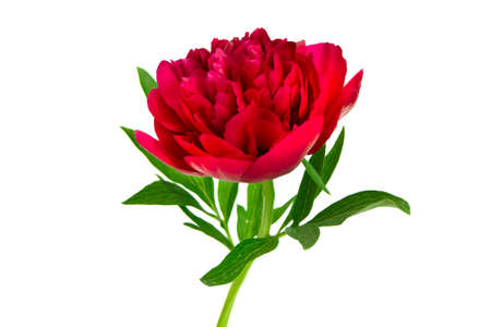 Burgundy peony bud with leaves isolated on white background.の写真素材