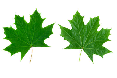 two isolated young maple leaves on white backgroundの写真素材