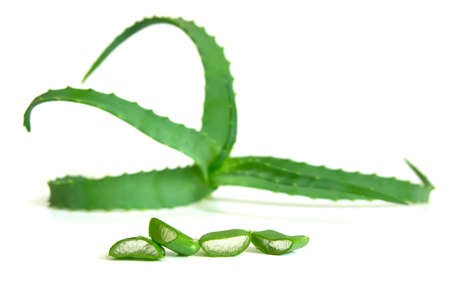 Aloe vera plant isolated on white backgroundの写真素材