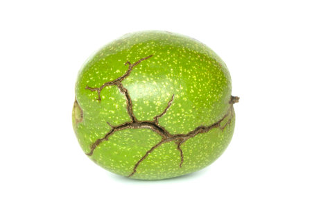 Walnut in cracked pericarp isolated on a white background. Single walnut in green peelの写真素材