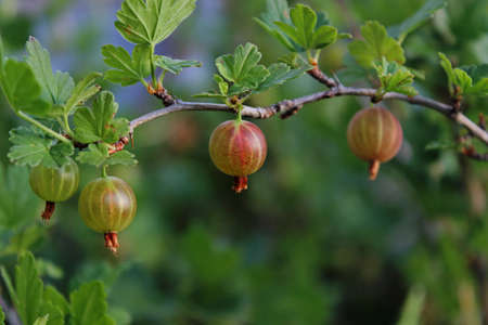 gooseberry berries hang on the bushの写真素材