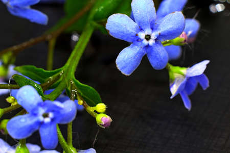 blue flower with green leaves on black backgroundの写真素材