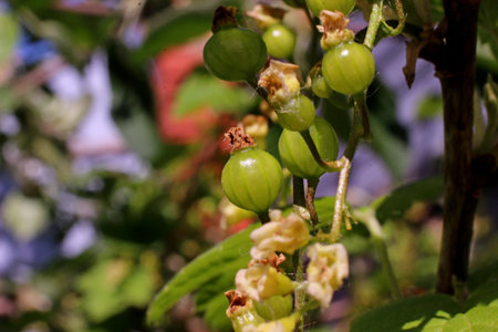 green currant berries hang on a branchの写真素材