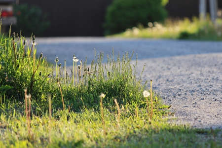 roadside green grass in the rays of the evening sunの写真素材
